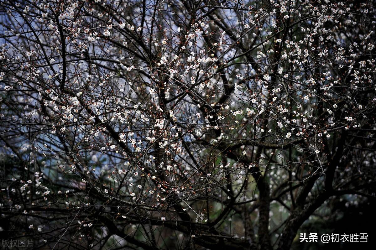 苏轼梅花六首古诗（小寒初度梅花岭，青松盈尺间香梅）