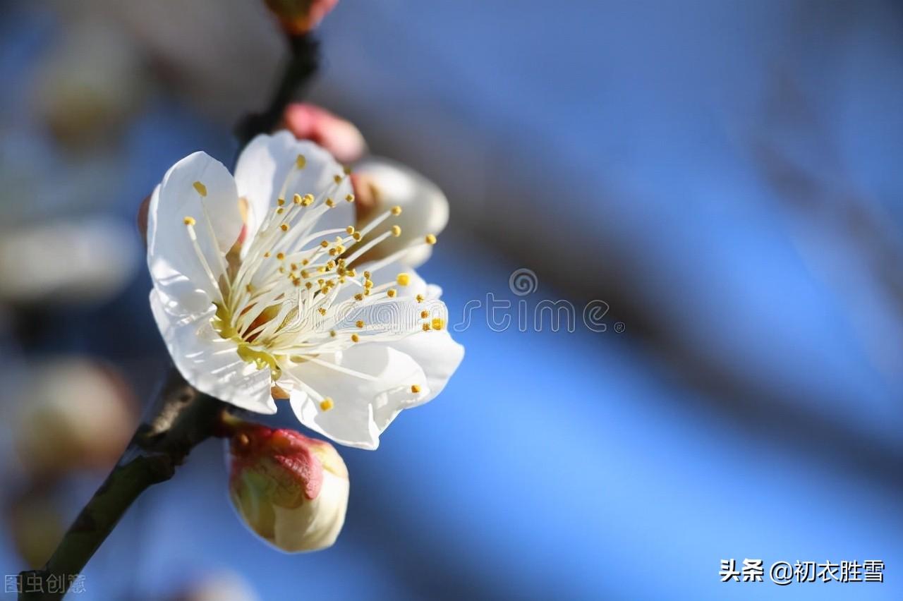 江梅经典诗词五首赏析（莫惜黄金缕，难忘白雪枝）