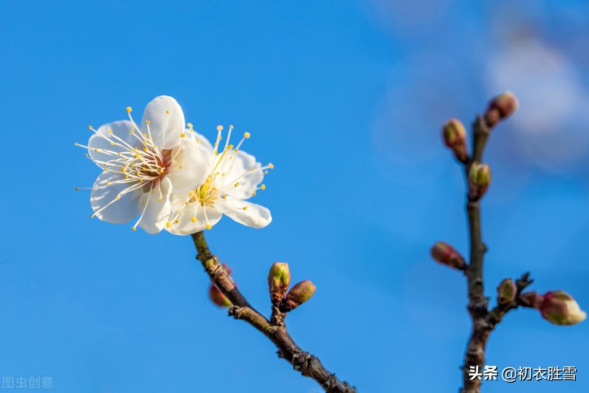 江梅经典诗词五首赏析（莫惜黄金缕，难忘白雪枝）