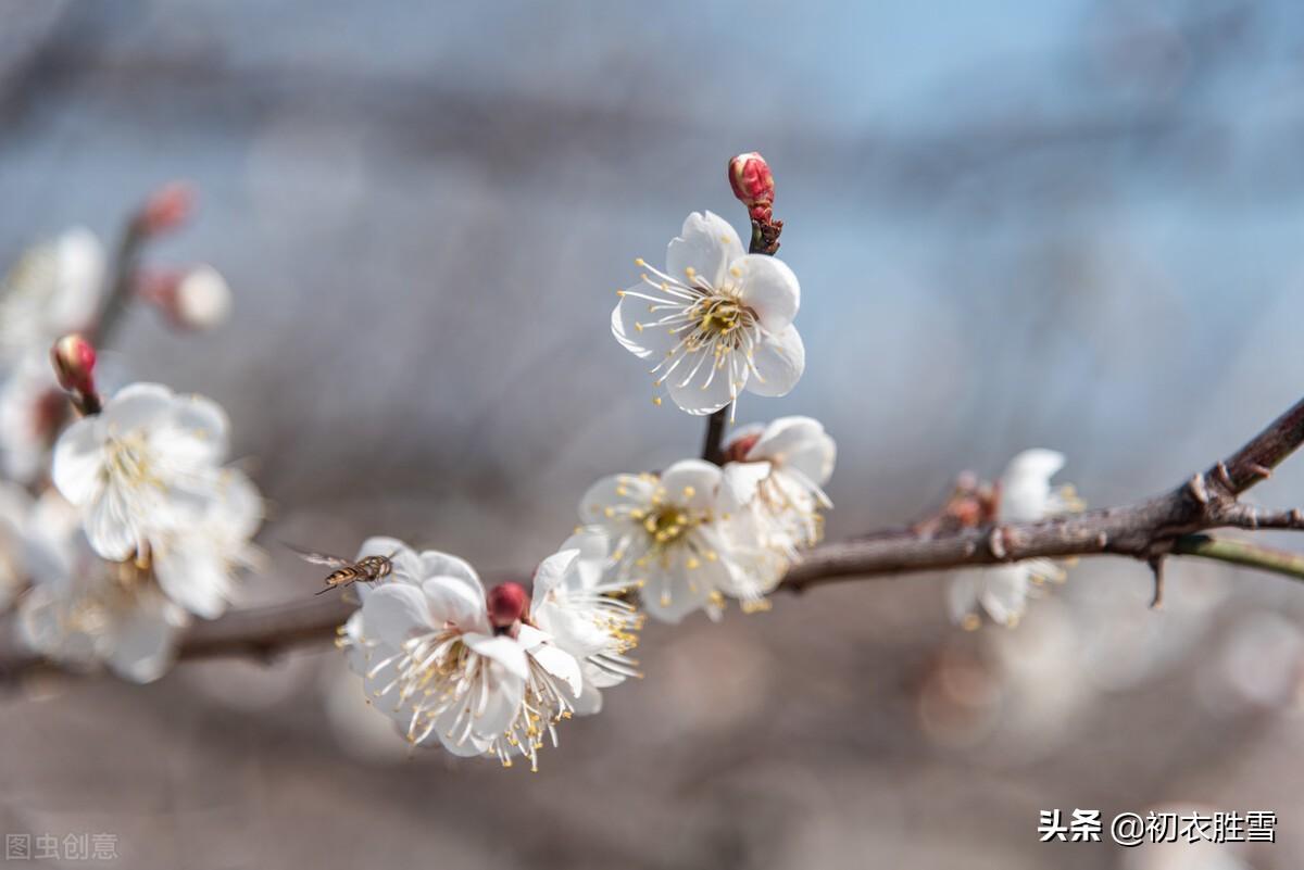 江梅经典诗词五首赏析（莫惜黄金缕，难忘白雪枝）