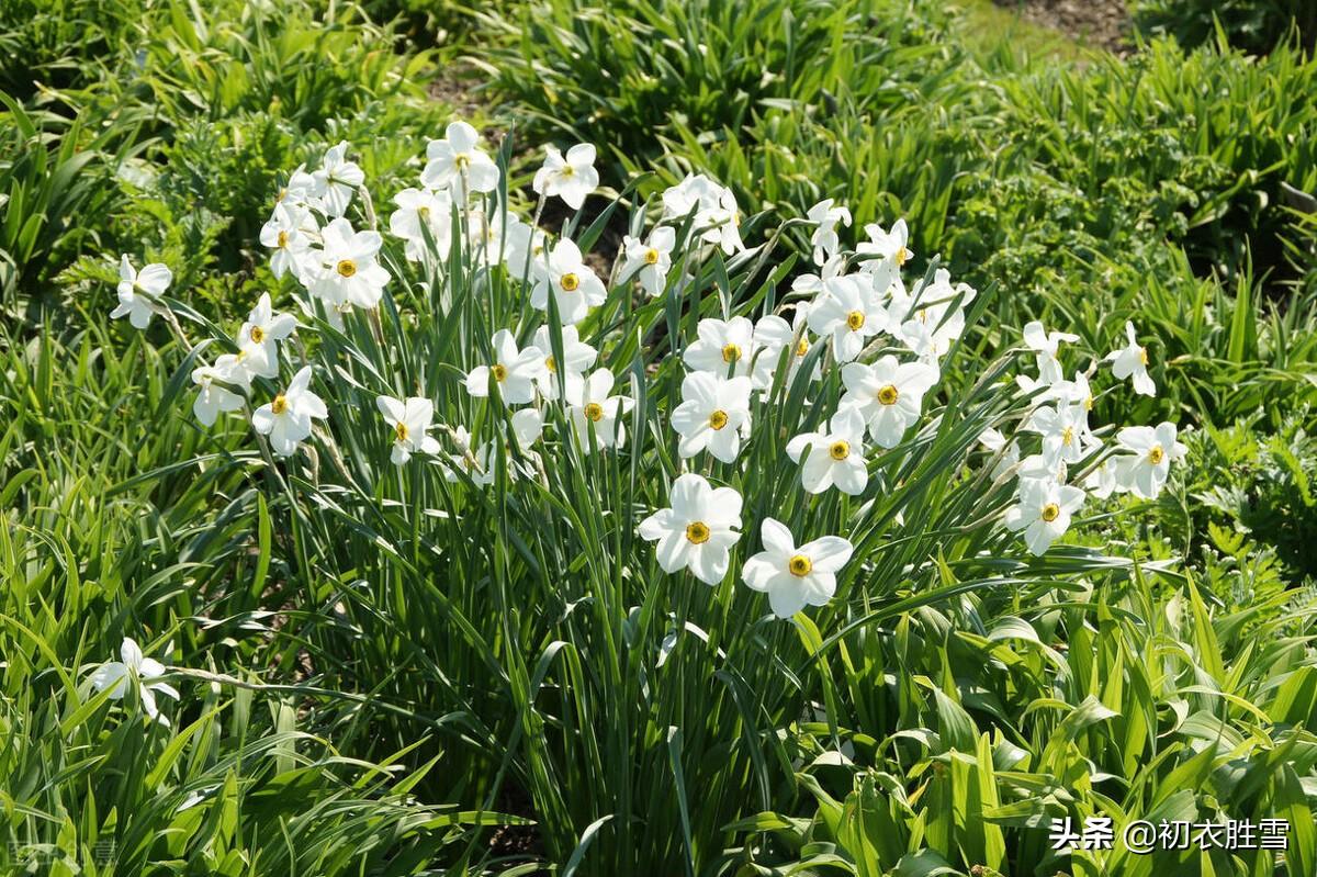 水仙花经典诗词大全（借水开花亦自奇，只比寒梅无好枝）