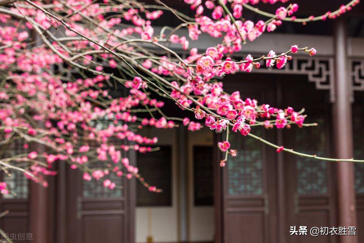 梅花立春经典诗词（梅花唯美诗词七首）