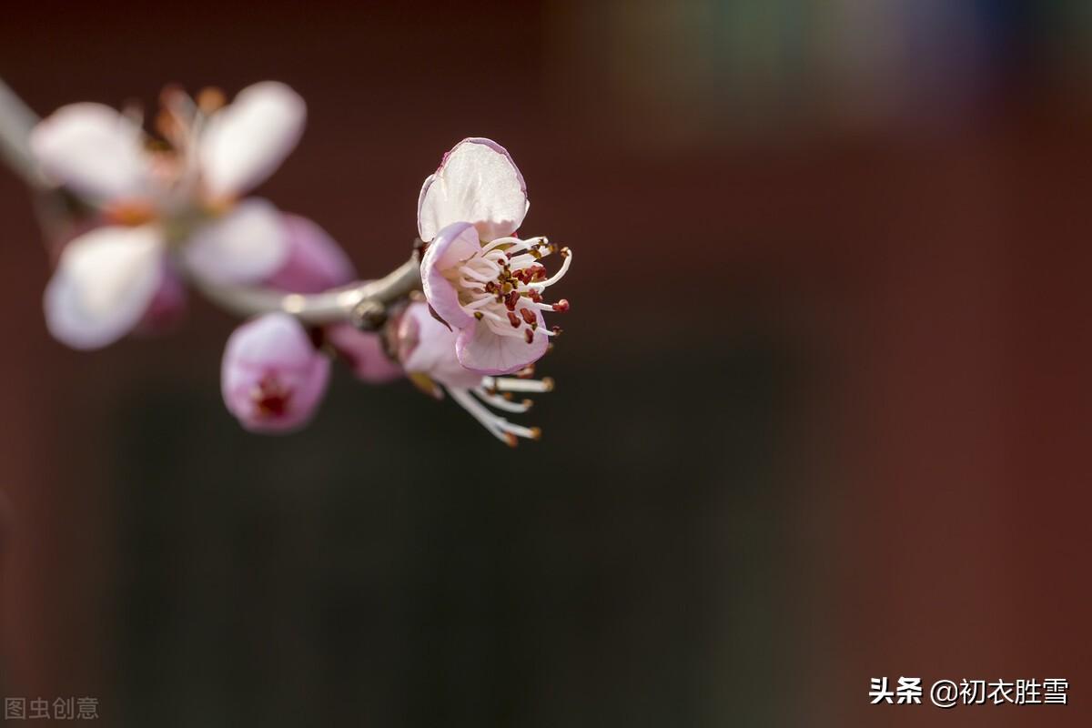 梅花立春经典诗词（梅花唯美诗词七首）