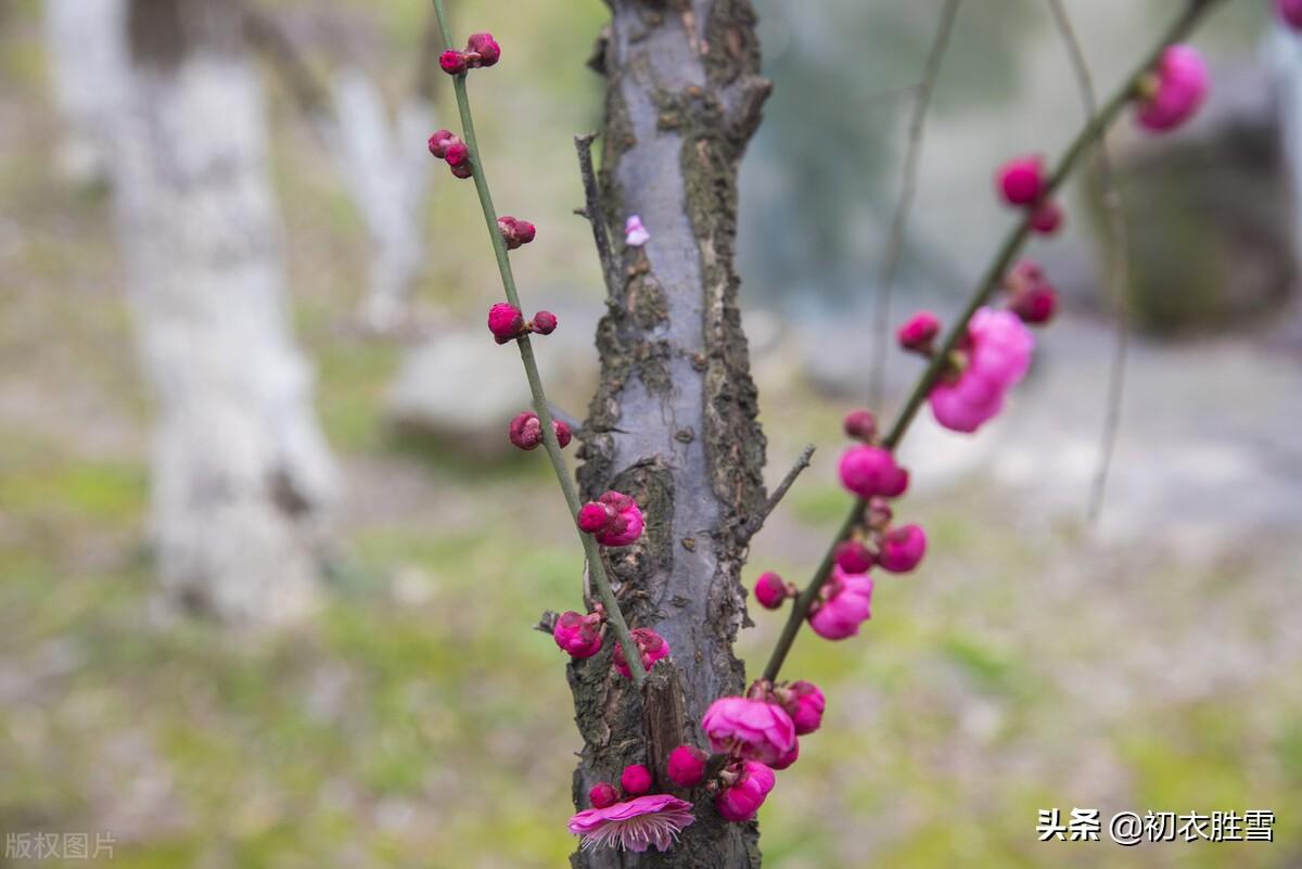 冬至诗词七首鉴赏（阳生一脉天，梅香告报春）