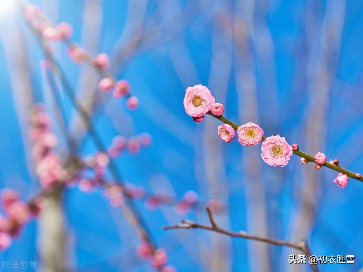 冬至梅花诗词五首赏析（长至寒梅花正发，梅花先趁小寒开）