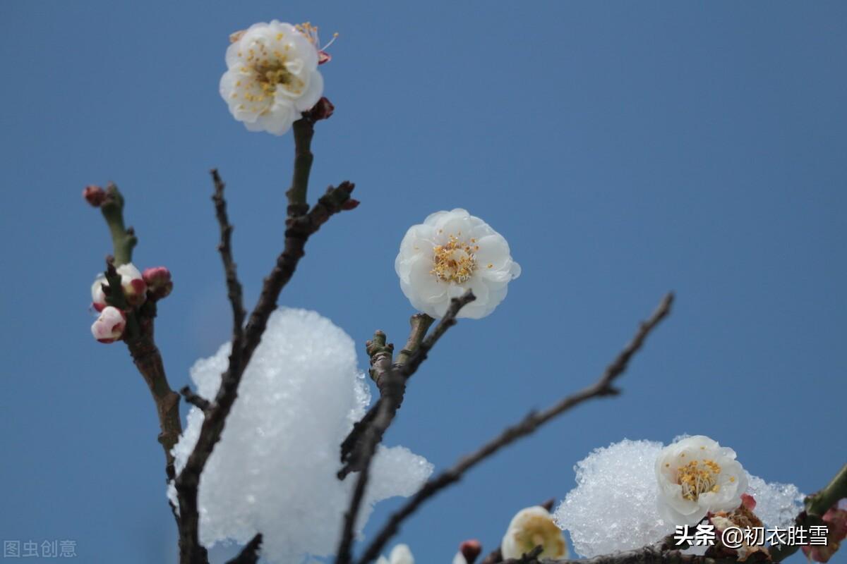 冬至梅花诗词五首赏析（长至寒梅花正发，梅花先趁小寒开）