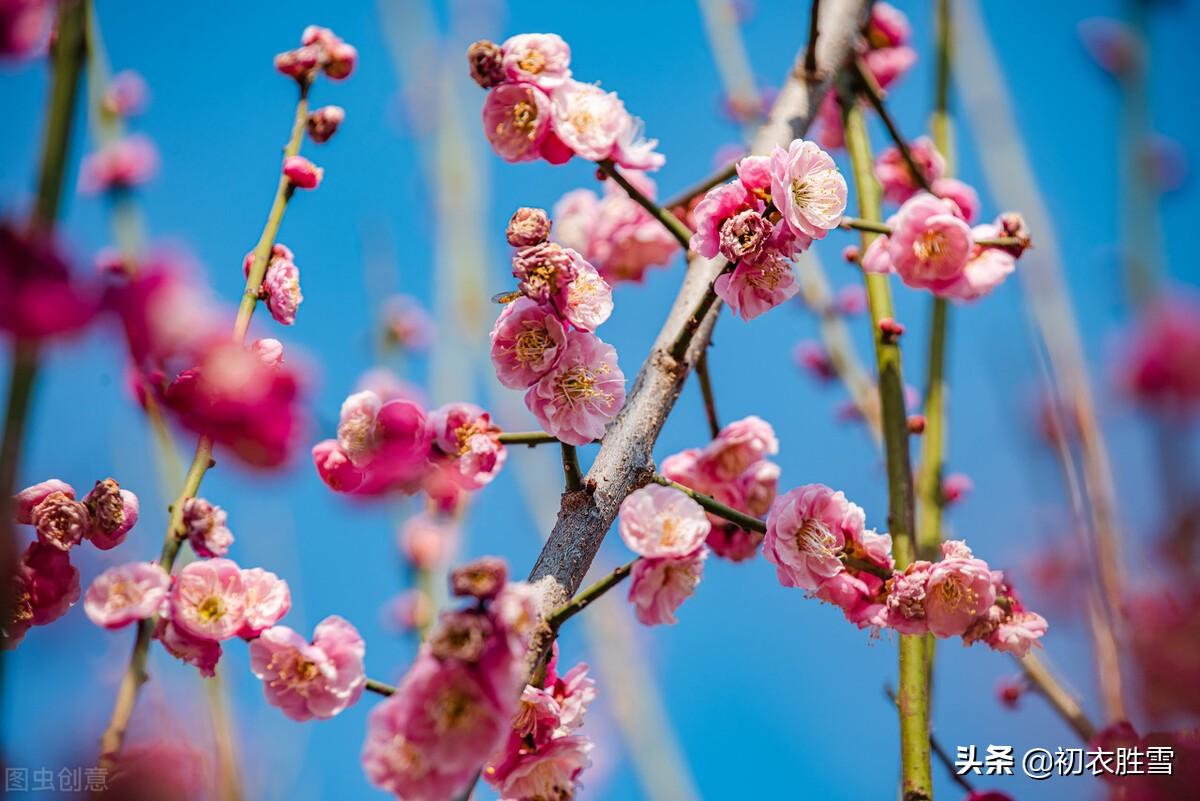 冬至梅花诗词五首赏析（长至寒梅花正发，梅花先趁小寒开）