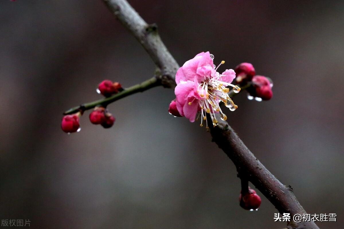 温柔冬雨五首经典诗词（一阵暗香风送到，梅花窗外雨绵绵）