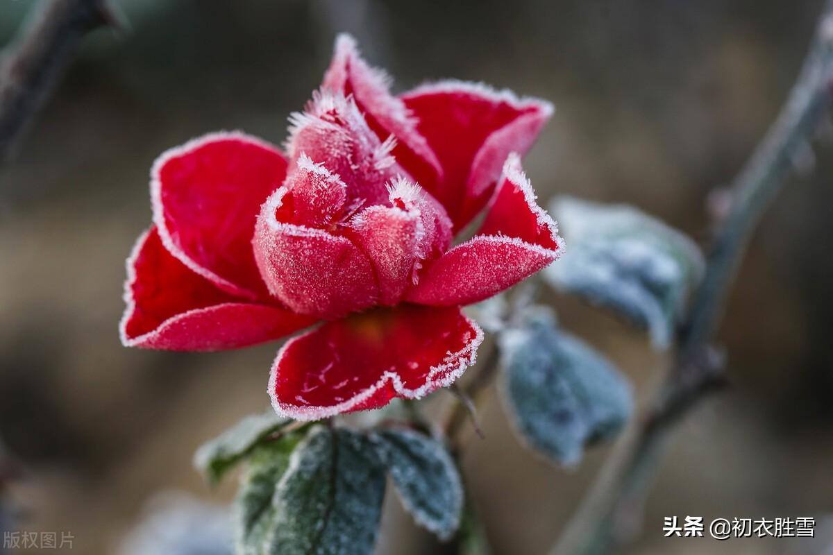 冬天月季六首古诗词（丈席人来刚立雪，对花一似坐春风）