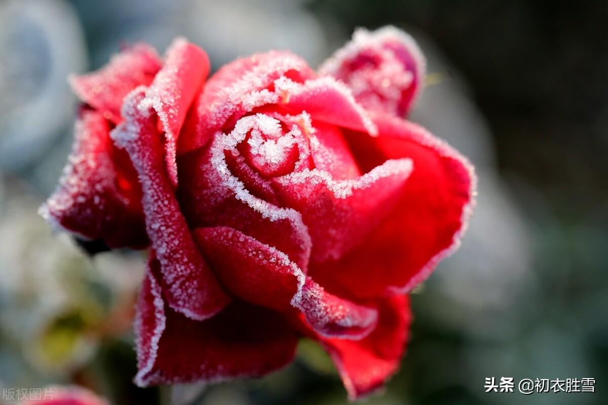 冬天月季六首古诗词（丈席人来刚立雪，对花一似坐春风）