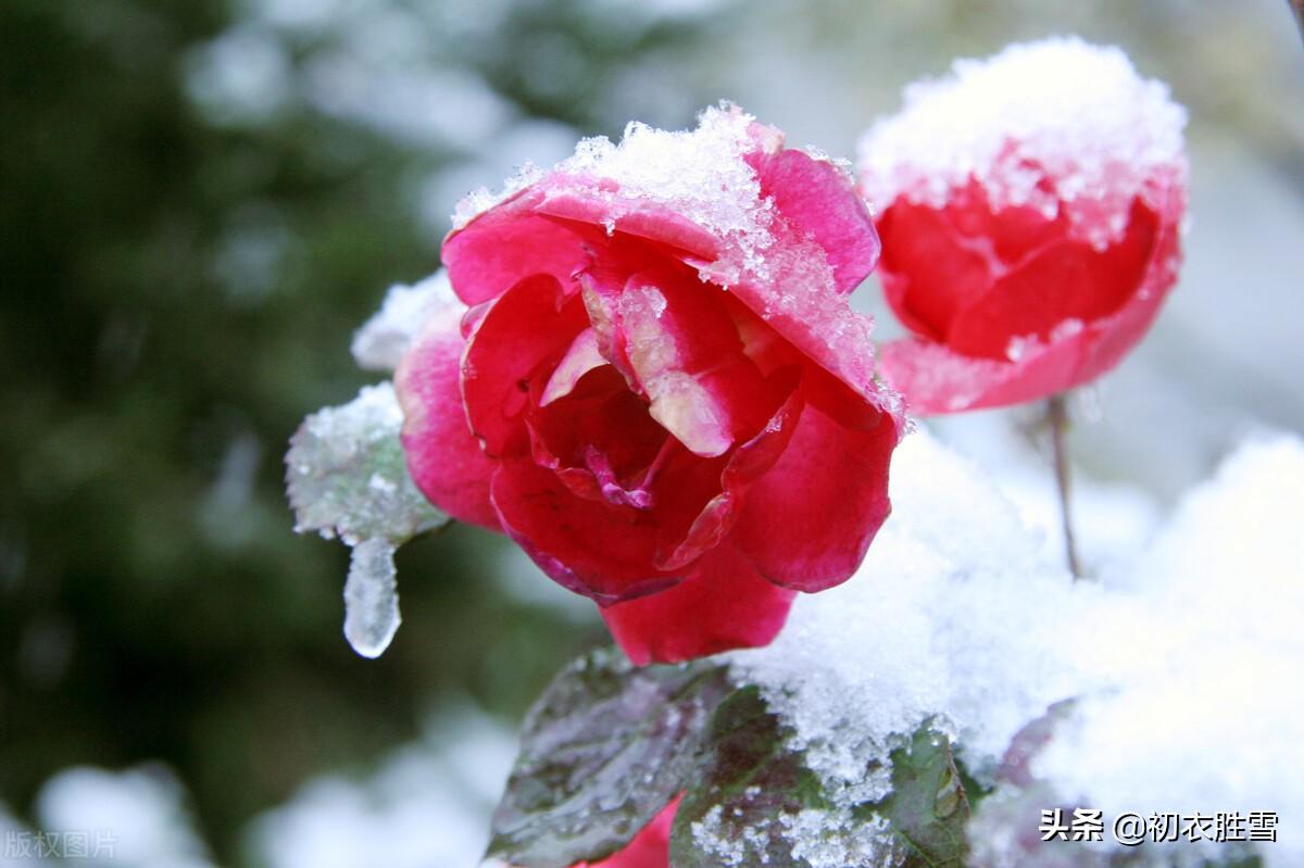 冬天月季六首古诗词（丈席人来刚立雪，对花一似坐春风）