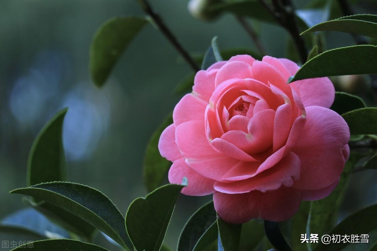 冬日茶花优美诗词九首赏析（好在朱朱兼白白，一天飞雪映山茶）