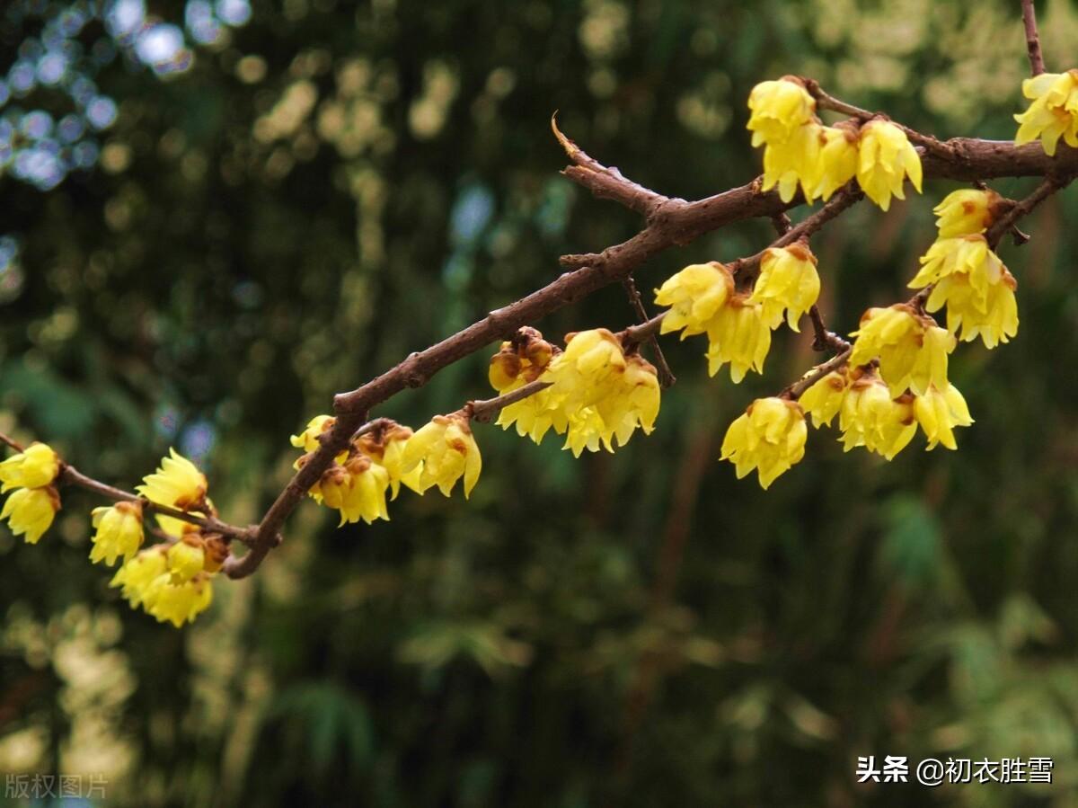 黄梅花经典诗词有哪些（腊梅黄梅花六首）