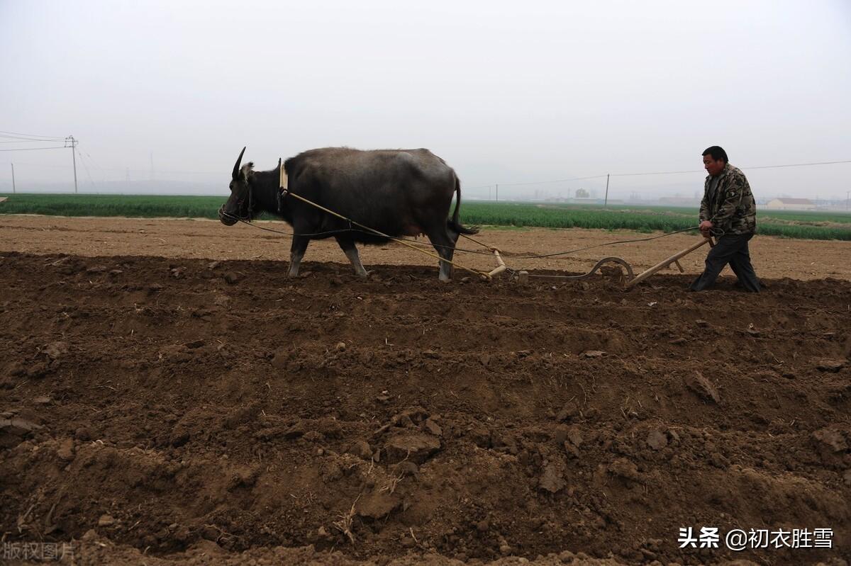 仲冬冬耕古诗六首（乡邻无事冬耕罢，独倚篱门数过牛）