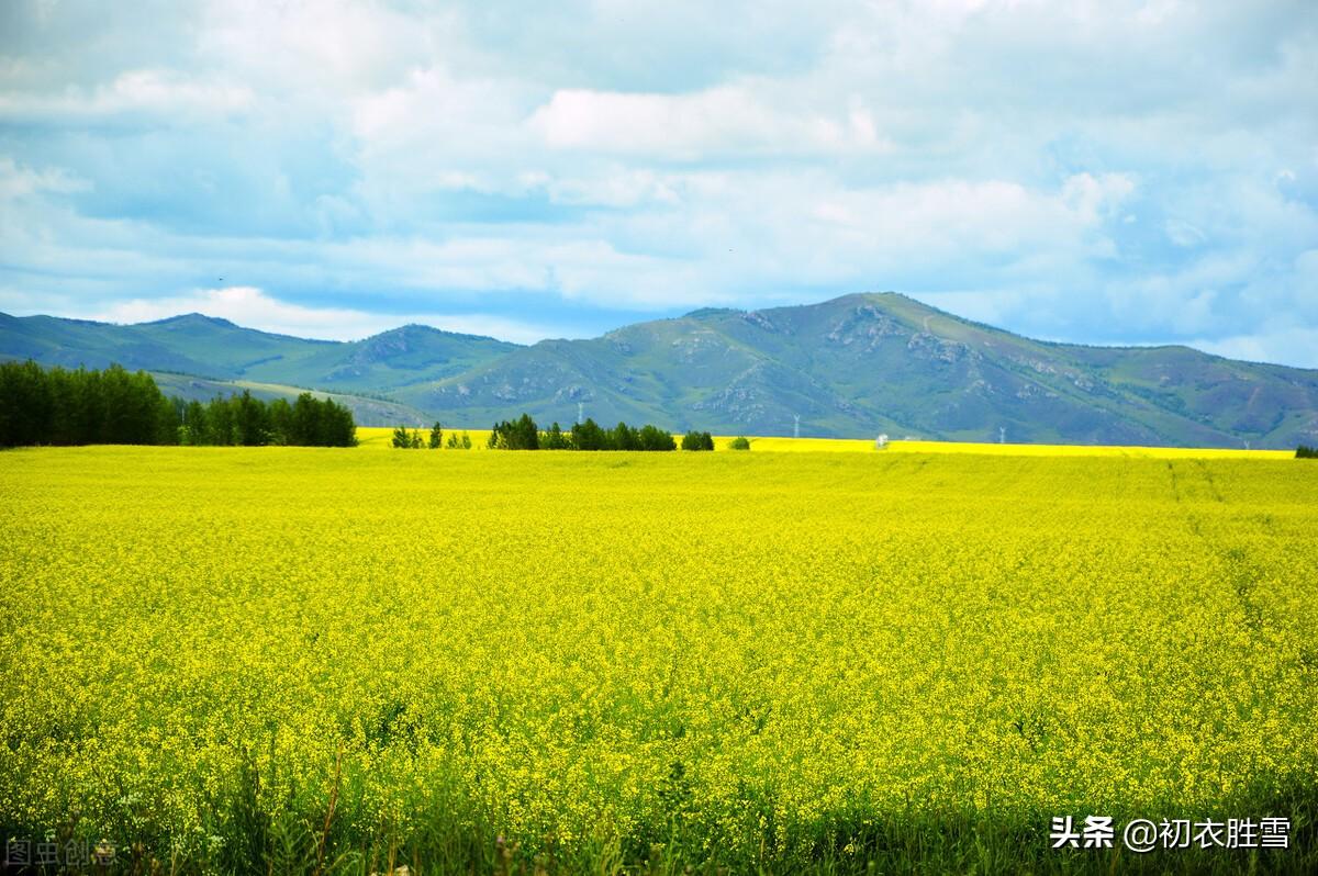 关于冬月花经典诗词（冬月梅花斗雪新，菜子花黄带雨新）