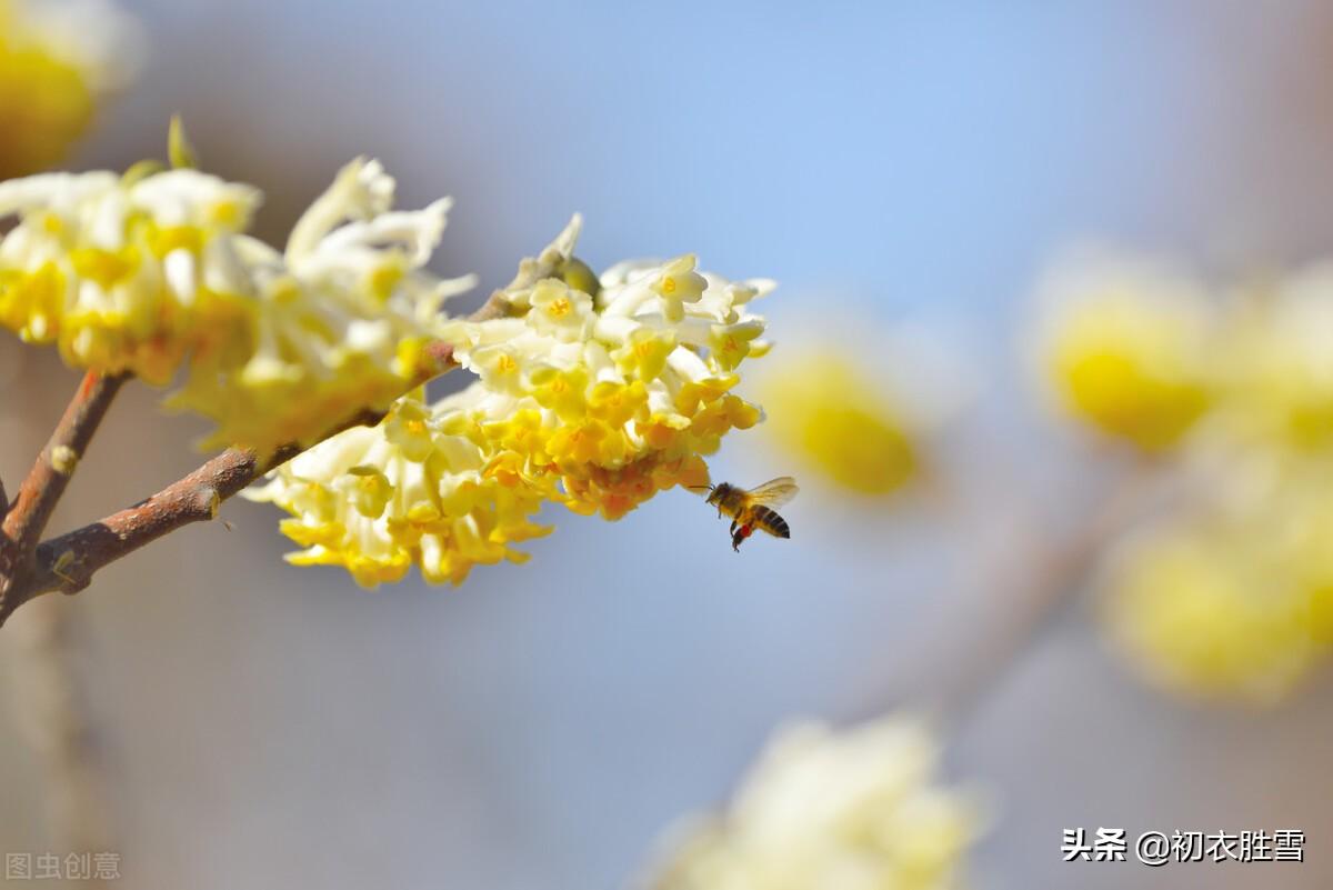 关于冬月花经典诗词（冬月梅花斗雪新，菜子花黄带雨新）