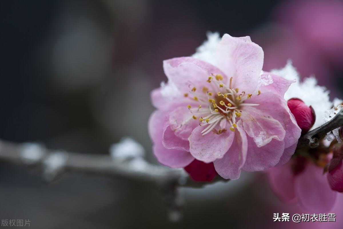 关于冬月花经典诗词（冬月梅花斗雪新，菜子花黄带雨新）