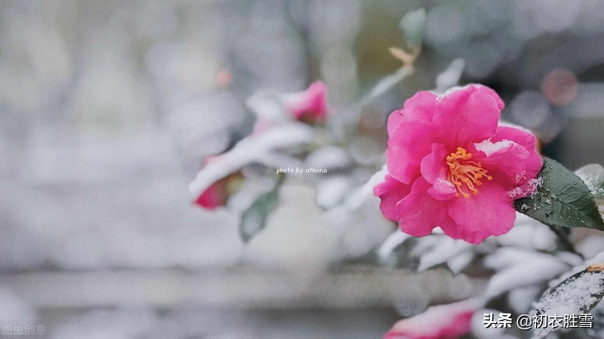 关于冬月花经典诗词（冬月梅花斗雪新，菜子花黄带雨新）