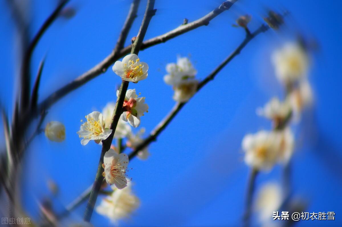 关于冬月花经典诗词（冬月梅花斗雪新，菜子花黄带雨新）