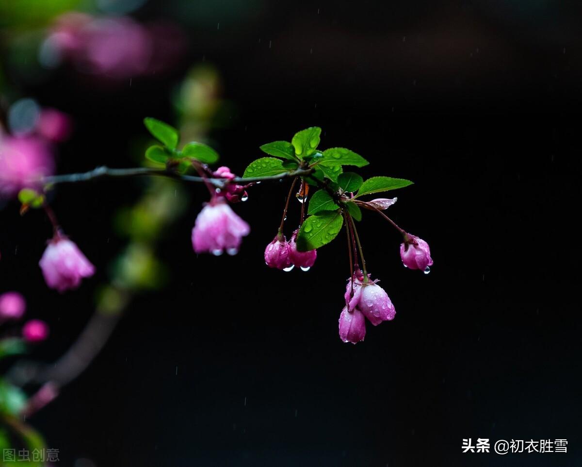 关于冬月花经典诗词（冬月梅花斗雪新，菜子花黄带雨新）