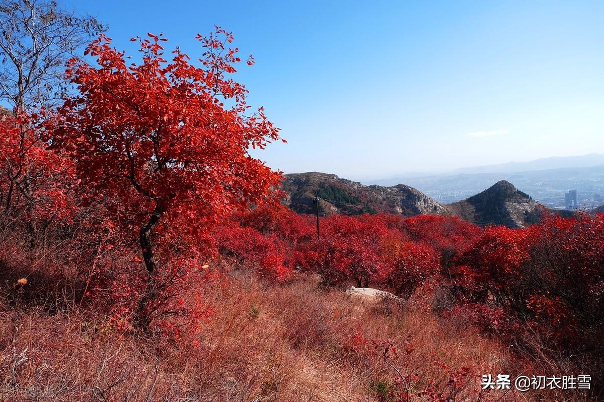 初冬红叶经典诗词七首（冬晴爱日温，红叶自成村）