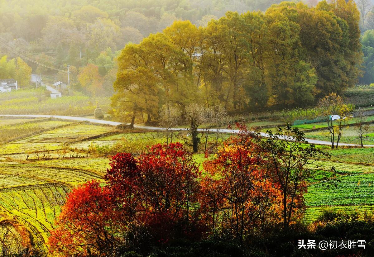 初冬红叶经典诗词七首（冬晴爱日温，红叶自成村）