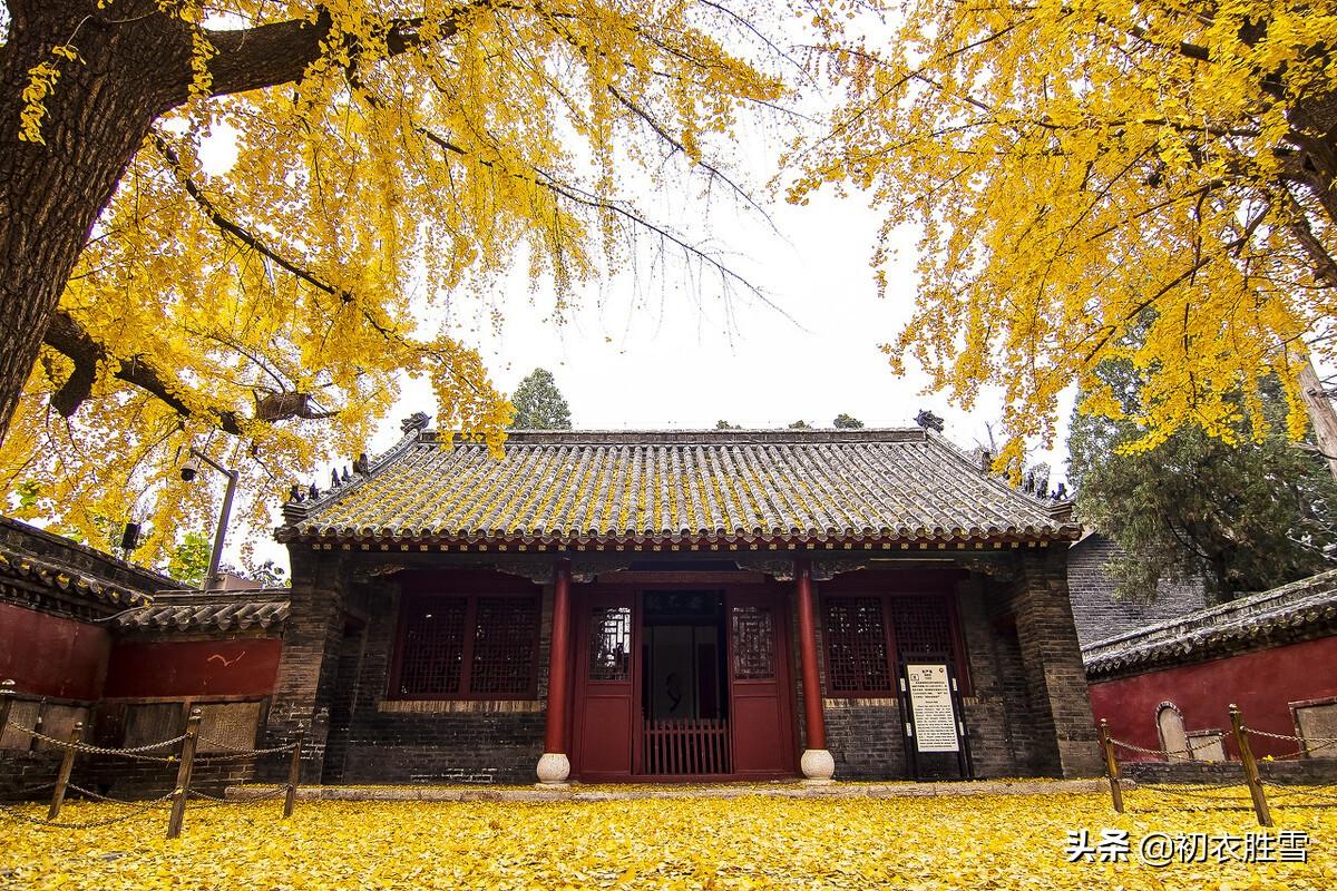 初冬黄叶经典诗词六首（青旆酒家黄叶寺，相逢俱是画中人）