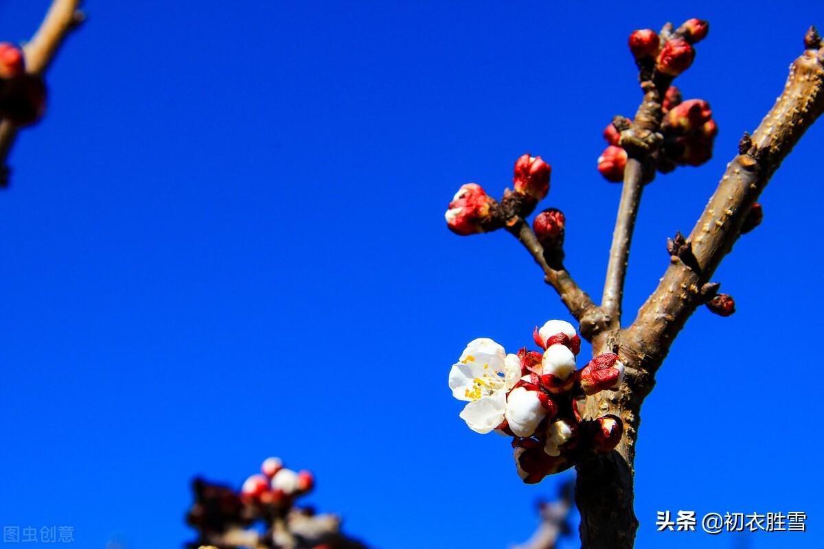 早冬落叶经典诗词（早冬梅花宋诗七首）