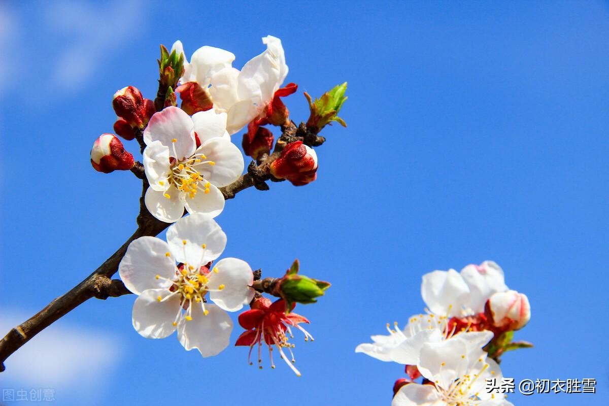 早冬落叶经典诗词（早冬梅花宋诗七首）