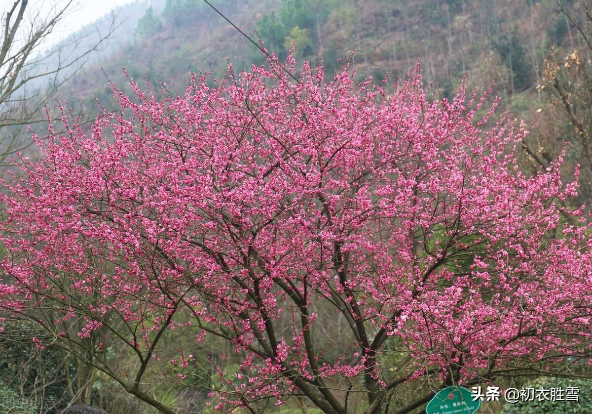 王安石梅花四首唯美诗词（遥知不是雪，为有暗香来）