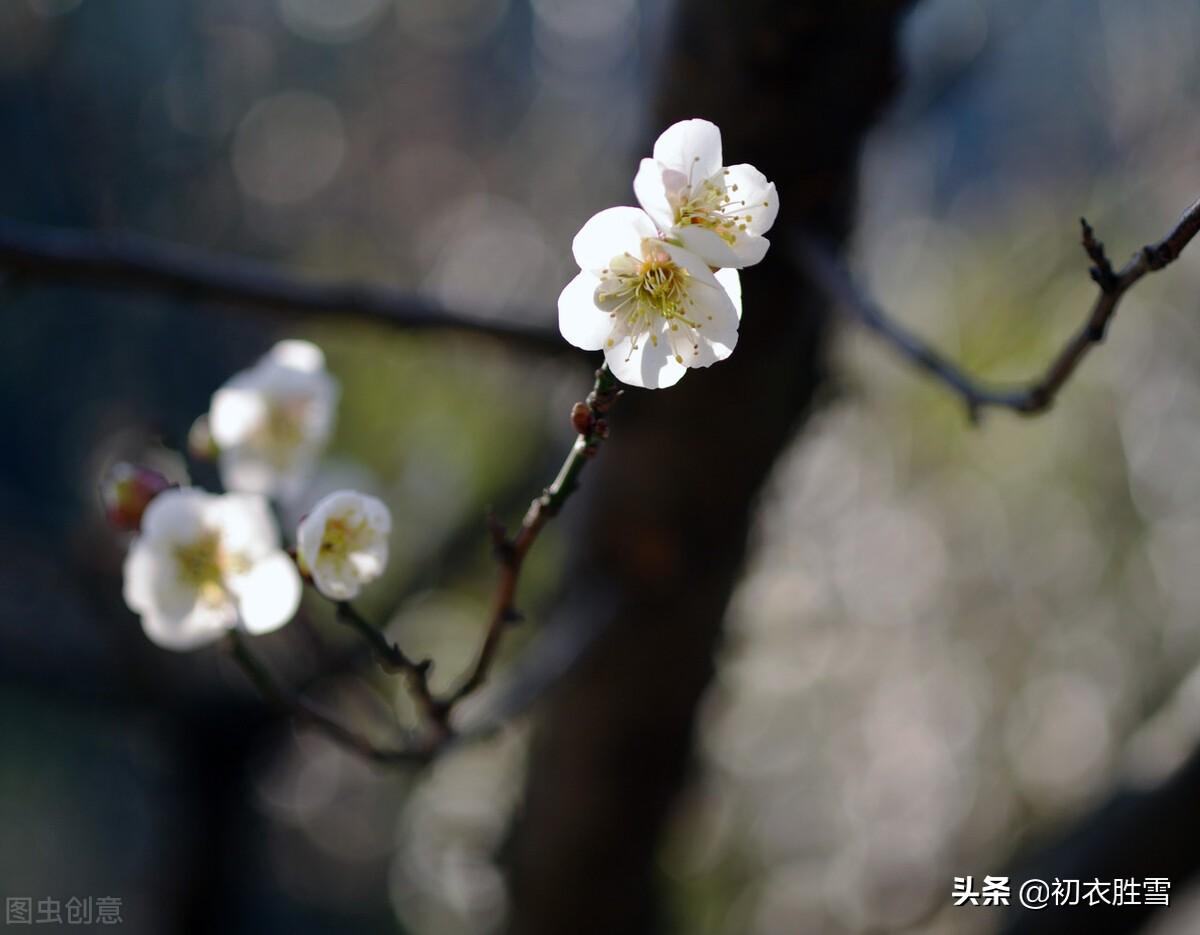 王安石梅花四首唯美诗词（遥知不是雪，为有暗香来）