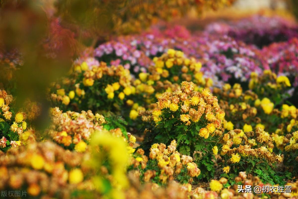 小雪节气菊诗五首赏析（寂寥小雪闲中过，残菊犹能傲霜雪）