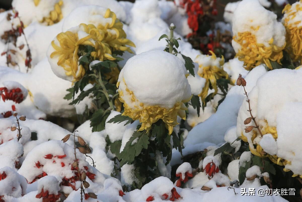 小雪节气菊诗五首赏析（寂寥小雪闲中过，残菊犹能傲霜雪）