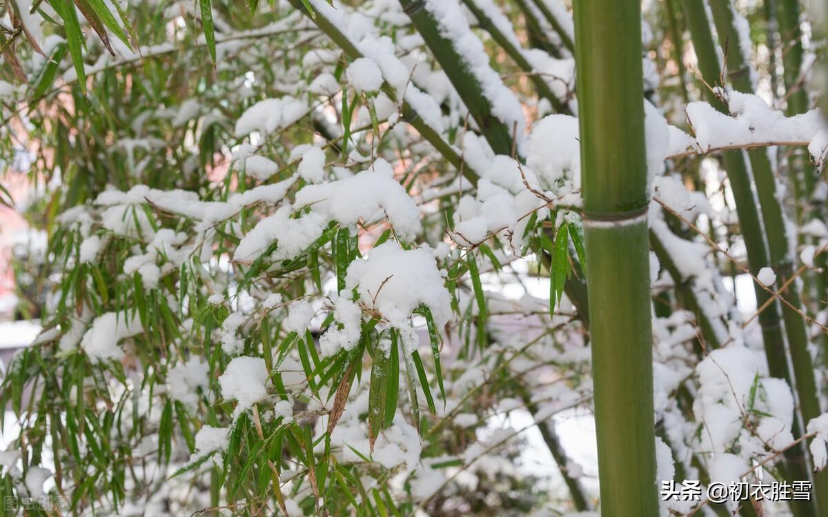 冬日竹诗五首鉴赏（雪压竹枝低，虽低不著泥）