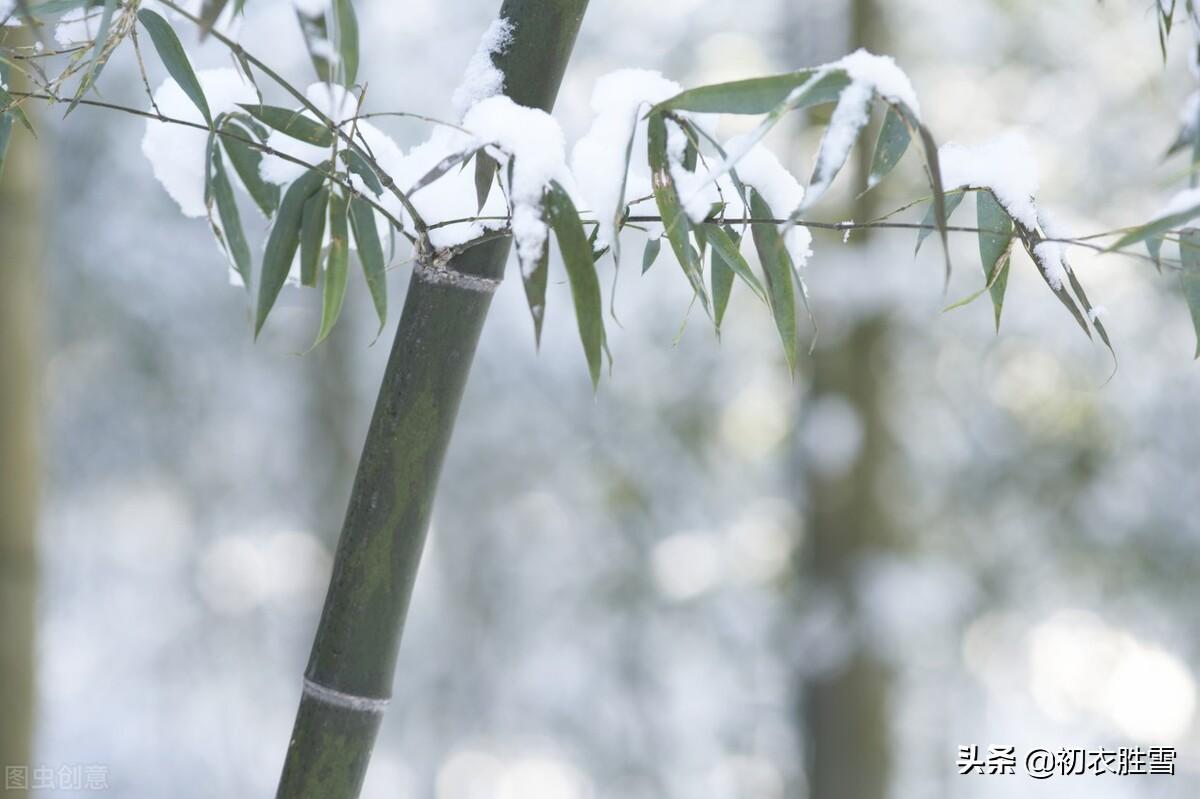 冬日竹诗五首鉴赏（雪压竹枝低，虽低不著泥）