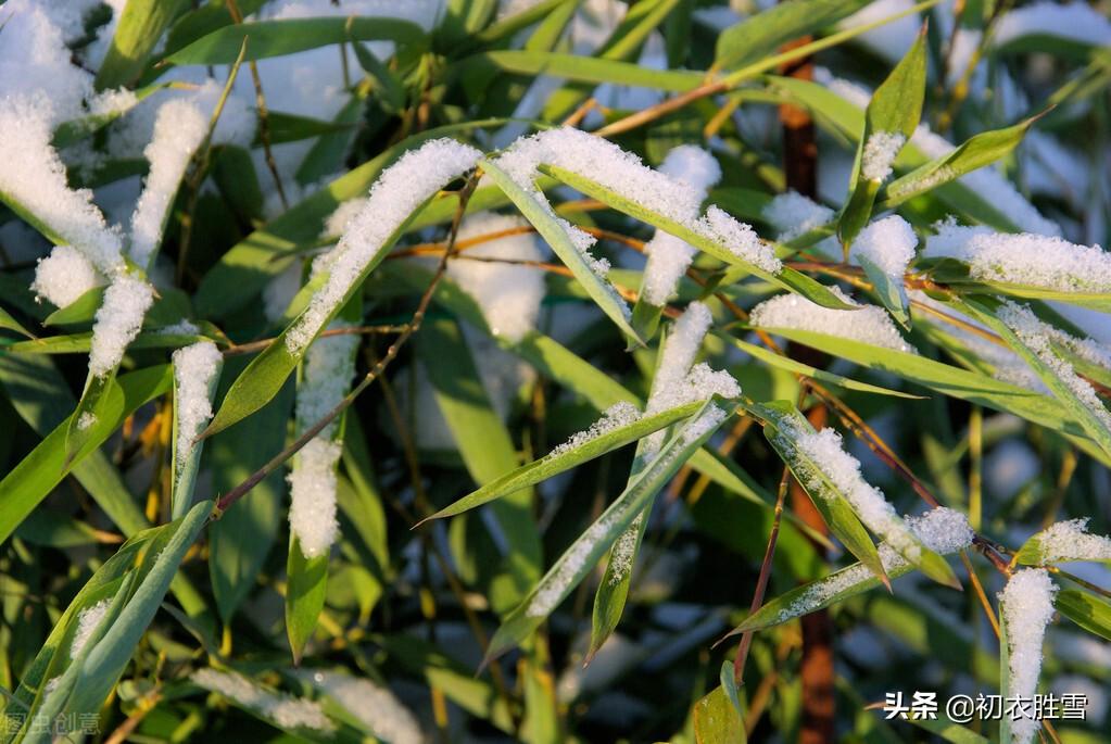 冬日竹诗五首鉴赏（雪压竹枝低，虽低不著泥）