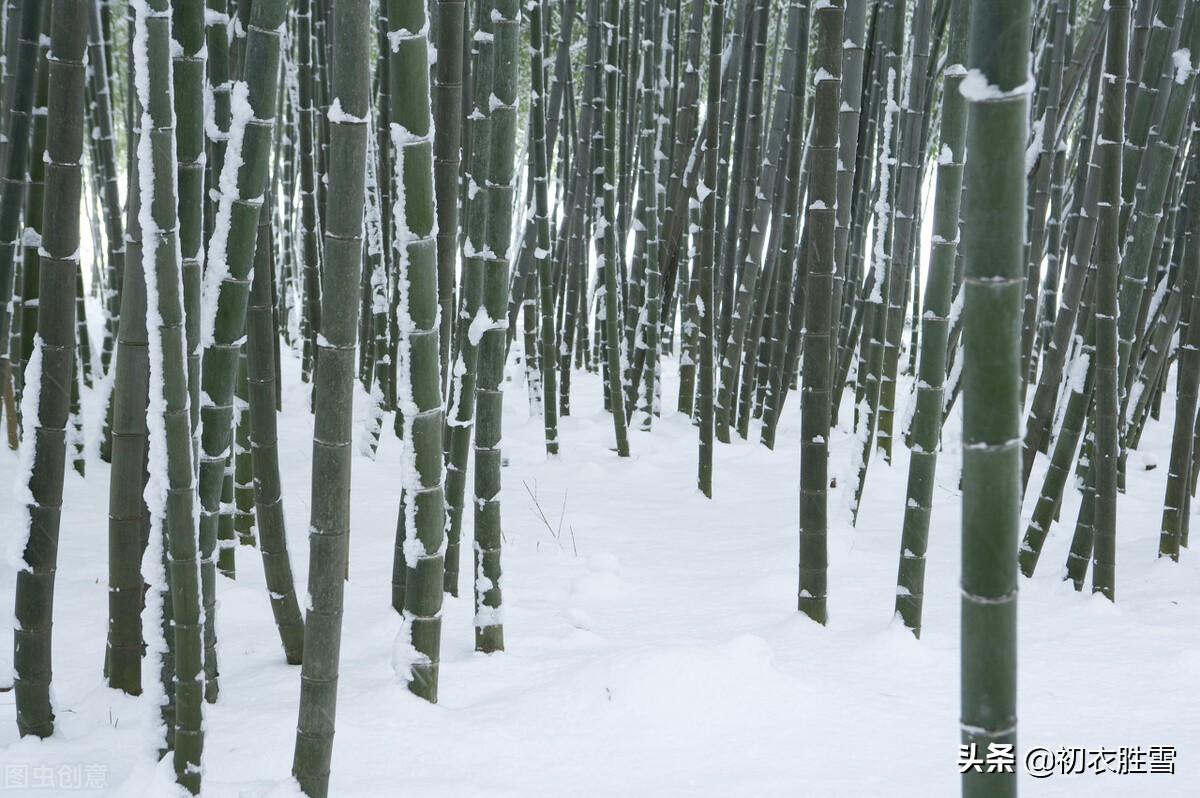 冬日竹诗五首鉴赏（雪压竹枝低，虽低不著泥）