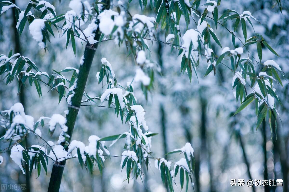 冬日竹诗五首鉴赏（雪压竹枝低，虽低不著泥）