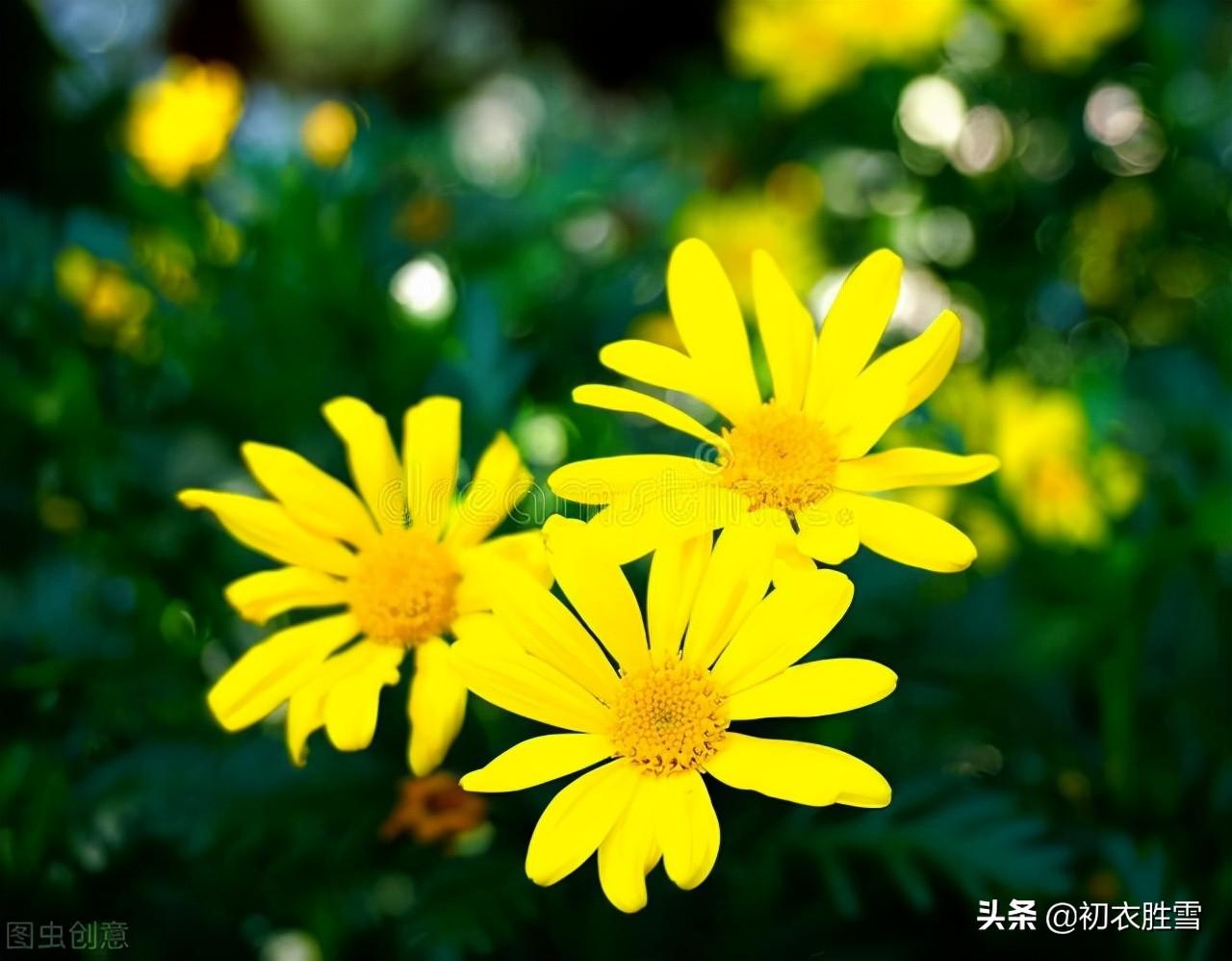 早冬田园唯美诗词六首（冬暖生芦笋，人闲对菊花）