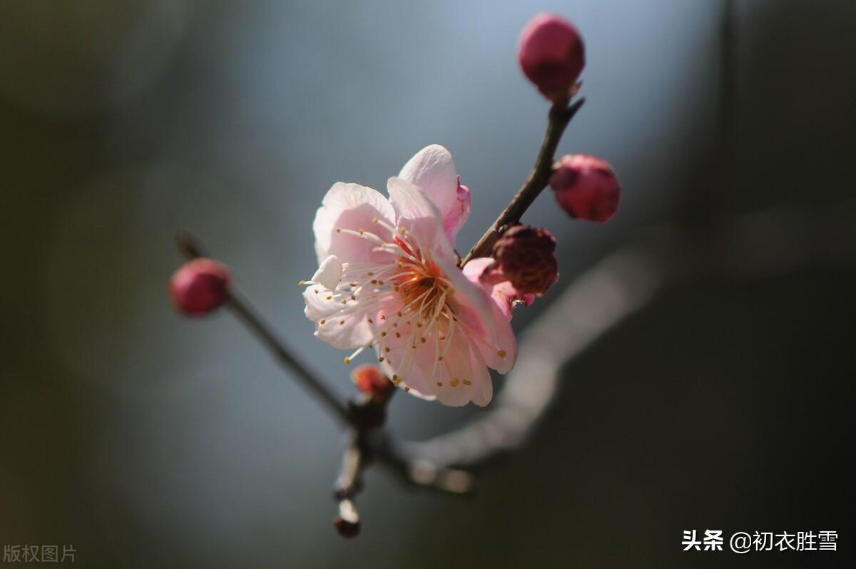 初冬小春月诗词五首鉴赏（阳林小春醉风日，小春花信日边来）