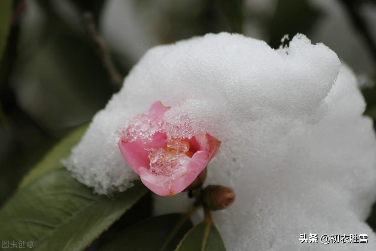 早冬茶花五首经典古诗（春色初回垄上茶，嫩容白玉沁梨花）