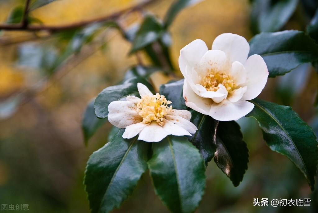 早冬茶花五首经典古诗（春色初回垄上茶，嫩容白玉沁梨花）