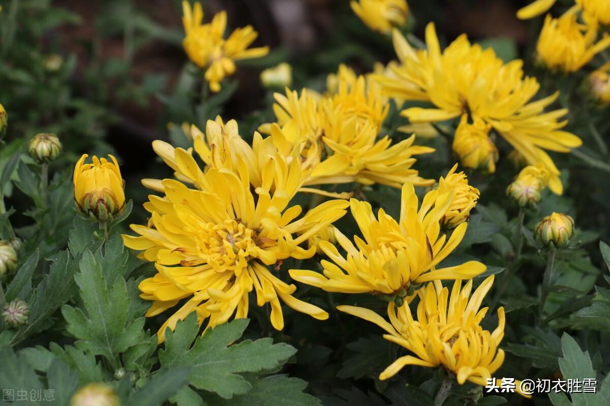 初冬菊花美诗五首鉴赏（新黄间繁绿，犹开满地金）