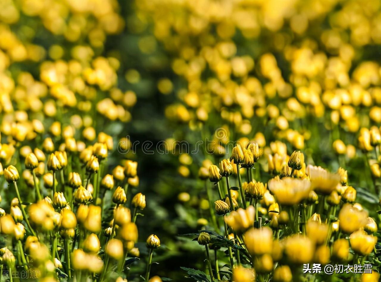 初冬菊花美诗五首鉴赏（新黄间繁绿，犹开满地金）