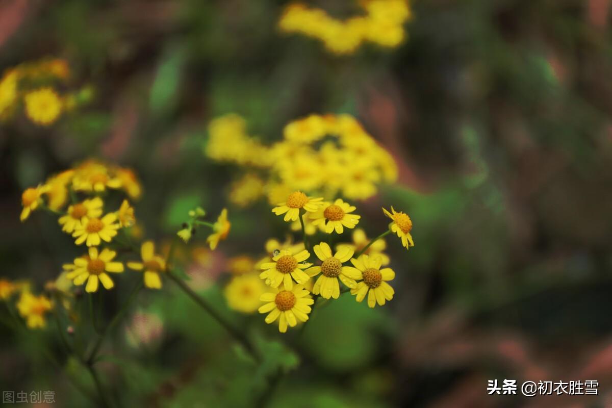 初冬菊花美诗五首鉴赏（新黄间繁绿，犹开满地金）