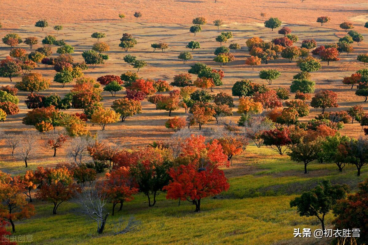 红叶已飘千万点，菊花犹著郁金衣（初冬古诗经典五首）