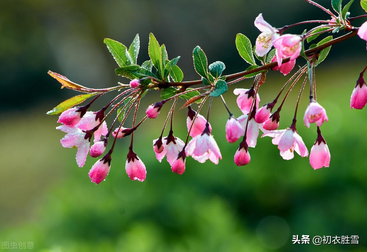 海棠经典诗词大全（秋日海棠古诗三首）