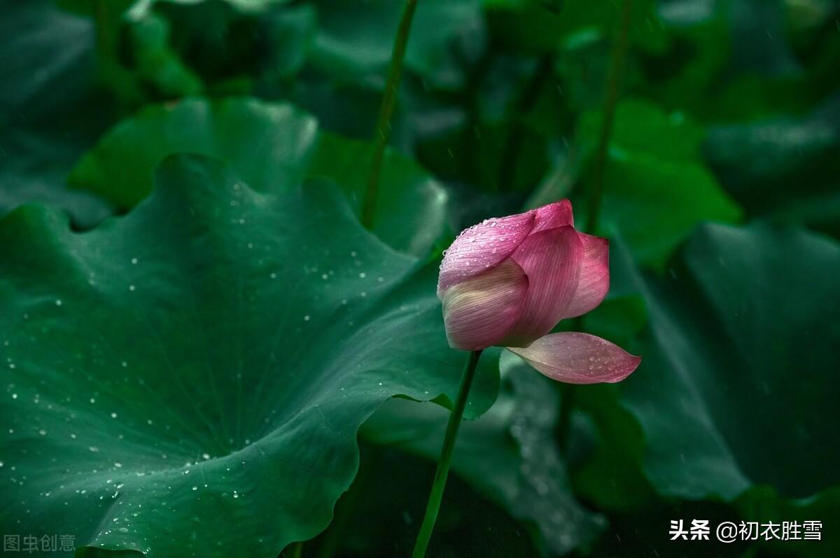 七夕经典古诗词（风雨七夕经典诗词）