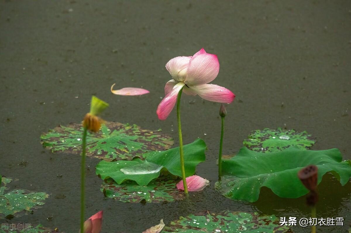 七夕经典古诗词（风雨七夕经典诗词）