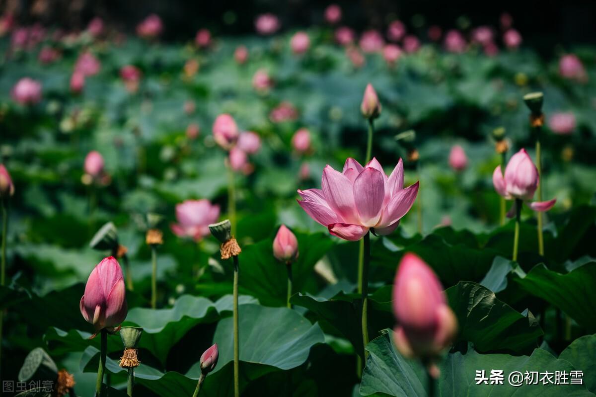 荷花谷雨经典古诗（绚烂荷花诗词六首）